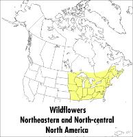 Peterson Field Guide To Wildflowers, A (Paperback)