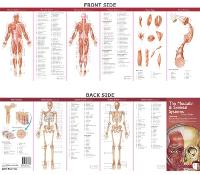 Anatomical Chart Company's Illustrated Pocket Anatomy: The Muscular & Skeletal Systems Study Guide - Anatomical Chart Company's Illustrated Pocket Anatomy
