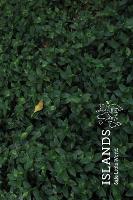 Islands (Special Edition) - Safe Little World Monographs 1 (Hardback)