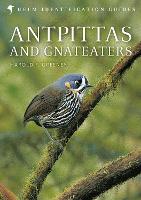 Antpittas and Gnateaters (Hardback)