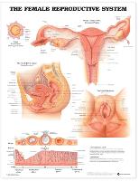 The Female Reproductive System Anatomical Chart (Wallchart)