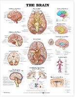 The Brain Anatomical Chart (Wallchart)