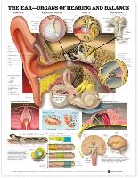 The Ear: Organs of Hearing and Balance Anatomical Chart (Wallchart)