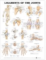 Ligaments of the Joints Anatomical Chart (Wallchart)