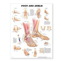 Foot and Ankle Anatomical Chart (Wallchart)