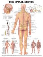 The Spinal Nerves Anatomical Chart (Wallchart)