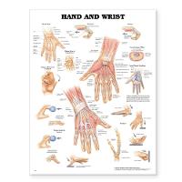 Hand and Wrist Anatomical Chart (Wallchart)