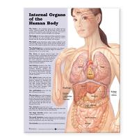Internal Organs of the Human Body Anatomical Chart (Wallchart)