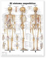 The Skeletal System Anatomical Chart in Spanish (El Sistema Esqueletico) (Wallchart)