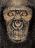 James and Other Apes (Hardback)