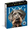 Dog Page-A-Day Gallery Calendar 2024: An Elegant Canine Celebration (Calendar)
