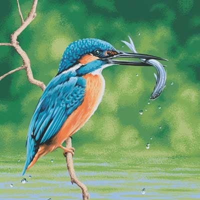 As Kingfishers Catch Fire: Birds & Books (Hardback)
