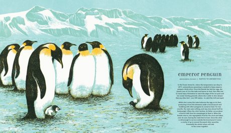 Magnificent Birds - Walker Studio (Hardback)