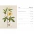 Royal Horticultural Society Desk Diary 2020 (Diary)