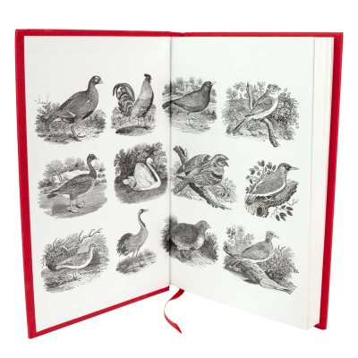 The Twelve Birds of Christmas (Hardback)
