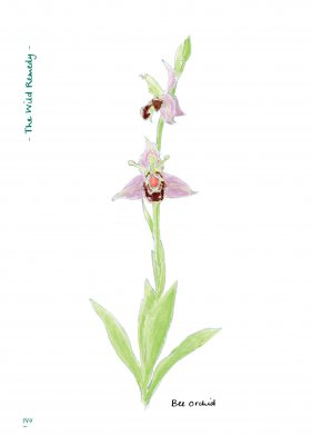 The Wild Remedy: How Nature Mends Us - A Diary (Hardback)