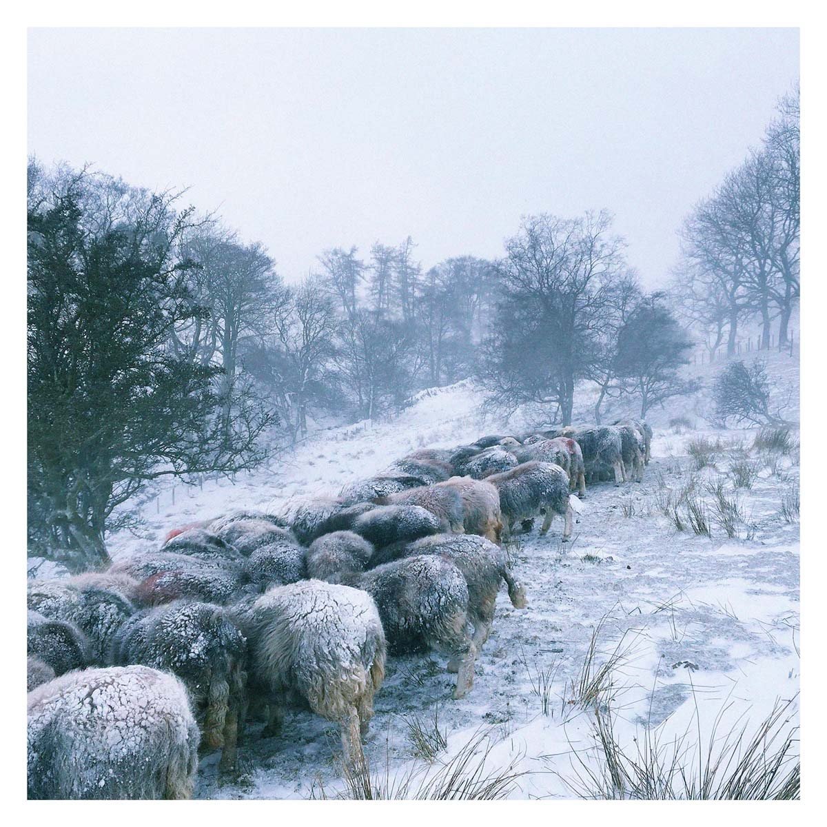 The Shepherd's Calendar by James Rebanks Waterstones