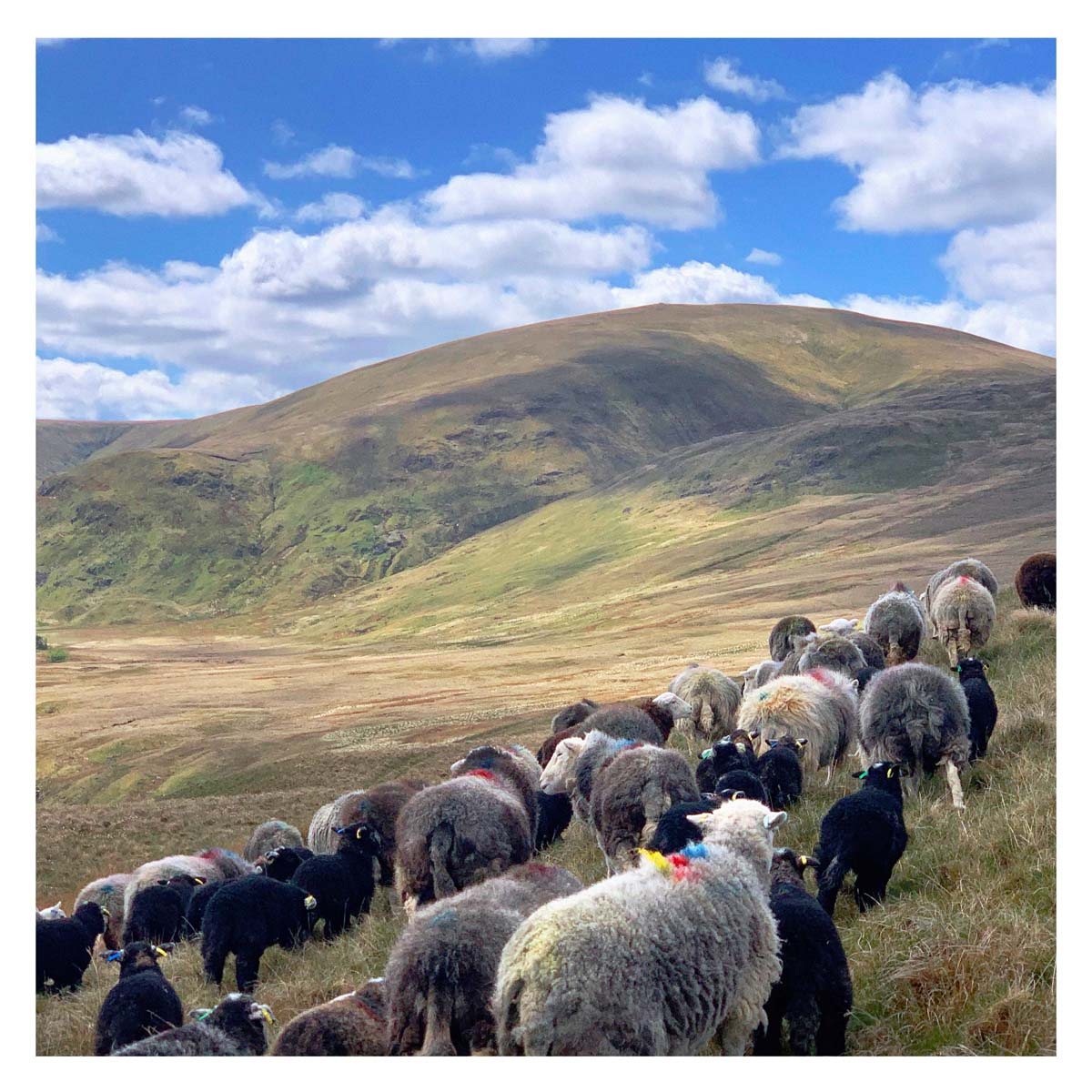 The Shepherd's Calendar by James Rebanks Waterstones