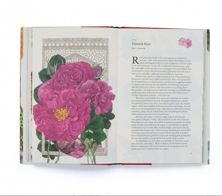 Around the World in 80 Plants (Hardback)