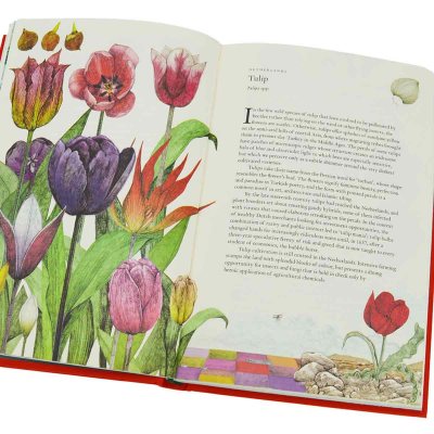 Around the World in 80 Plants (Hardback)
