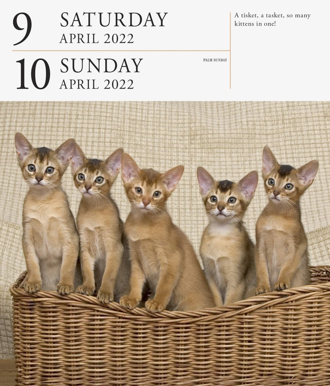 Cat Page-A-Day Gallery Calendar 2022 by Workman Calendars | Waterstones