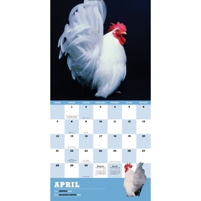 Extraordinary Chickens 2024 Wall Calendar (Calendar)