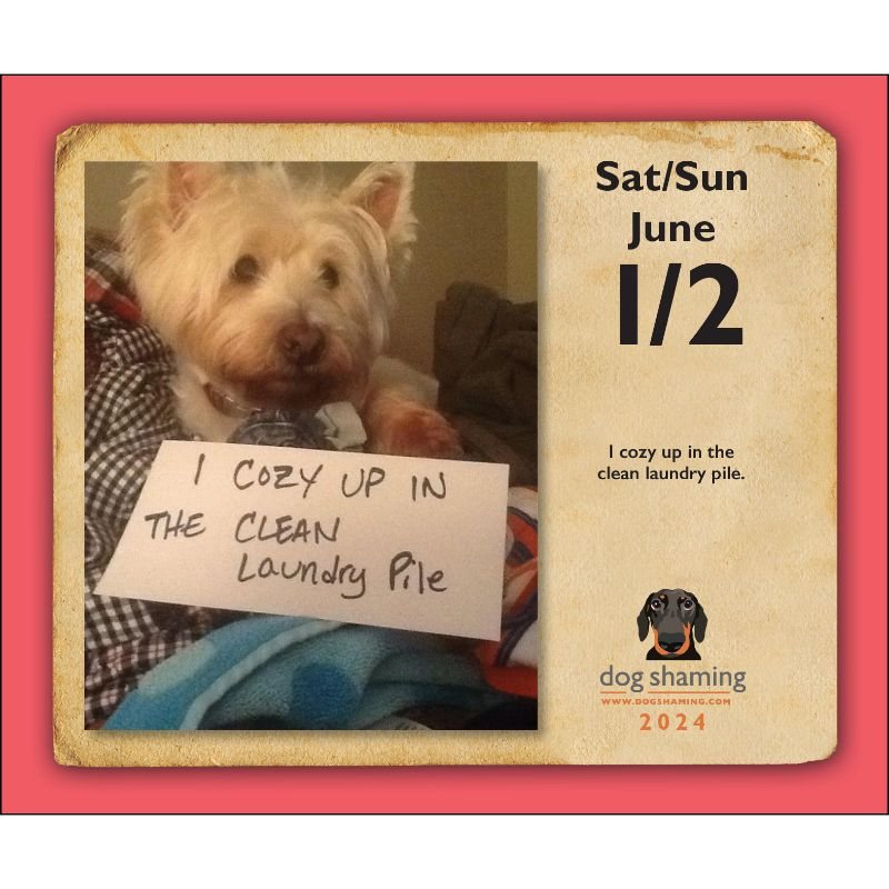 Dog Shaming 2024 DaytoDay Calendar by Pascale Lemire,