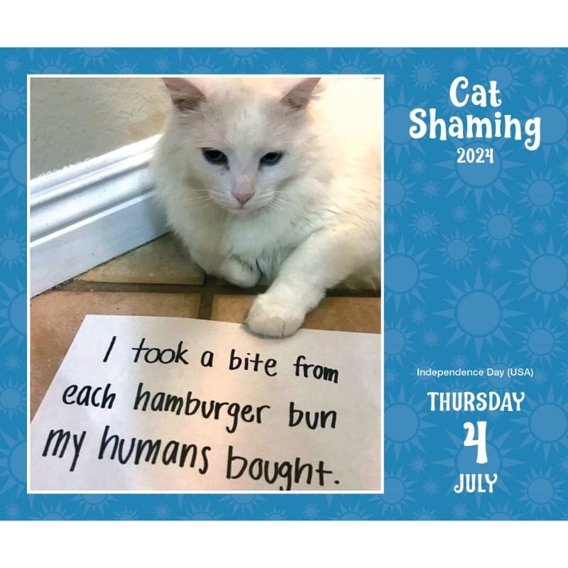 Cat Shaming 2024 DaytoDay Calendar by Pedro Andrade Waterstones