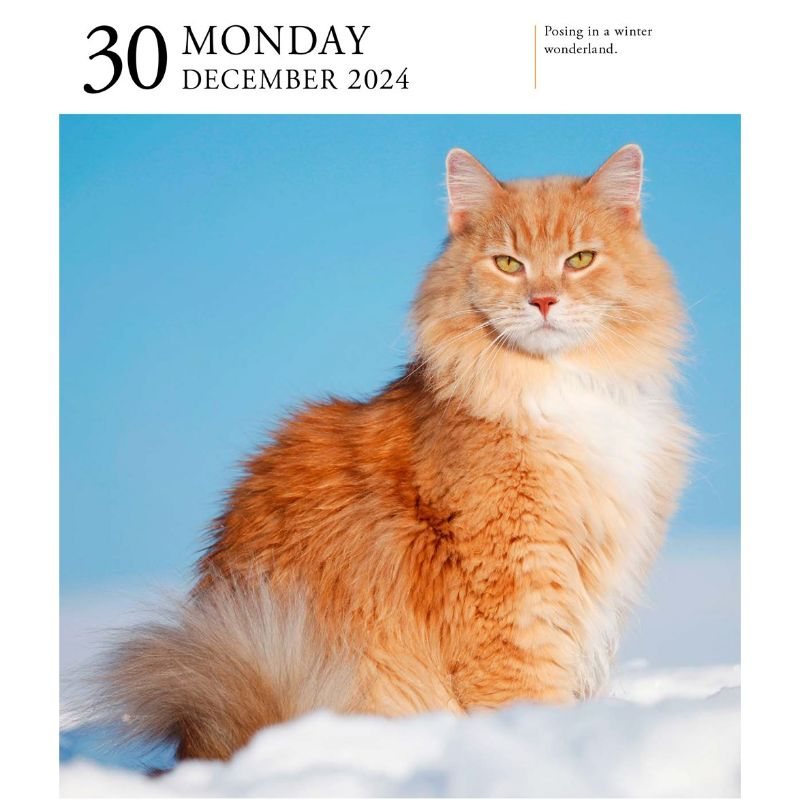 Cat PageADay Gallery Calendar 2024 by Workman Calendars Waterstones