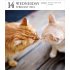 Cat Page-A-Day Gallery Calendar 2024: A Delightful Gallery of Cats for Your Desktop (Calendar)