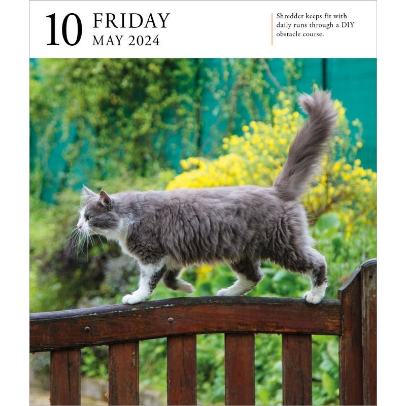 Cat PageADay Gallery Calendar 2024 by Workman Calendars Waterstones