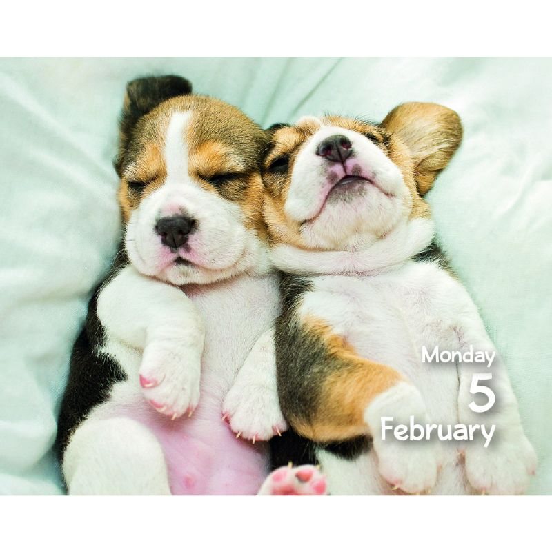 2024 Puppies Mini Boxed Calendar Waterstones