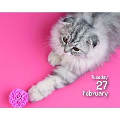 2024 Cats Mini Boxed Calendar | Waterstones