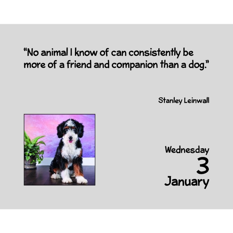 2024 Puppies Mini Boxed Calendar Waterstones