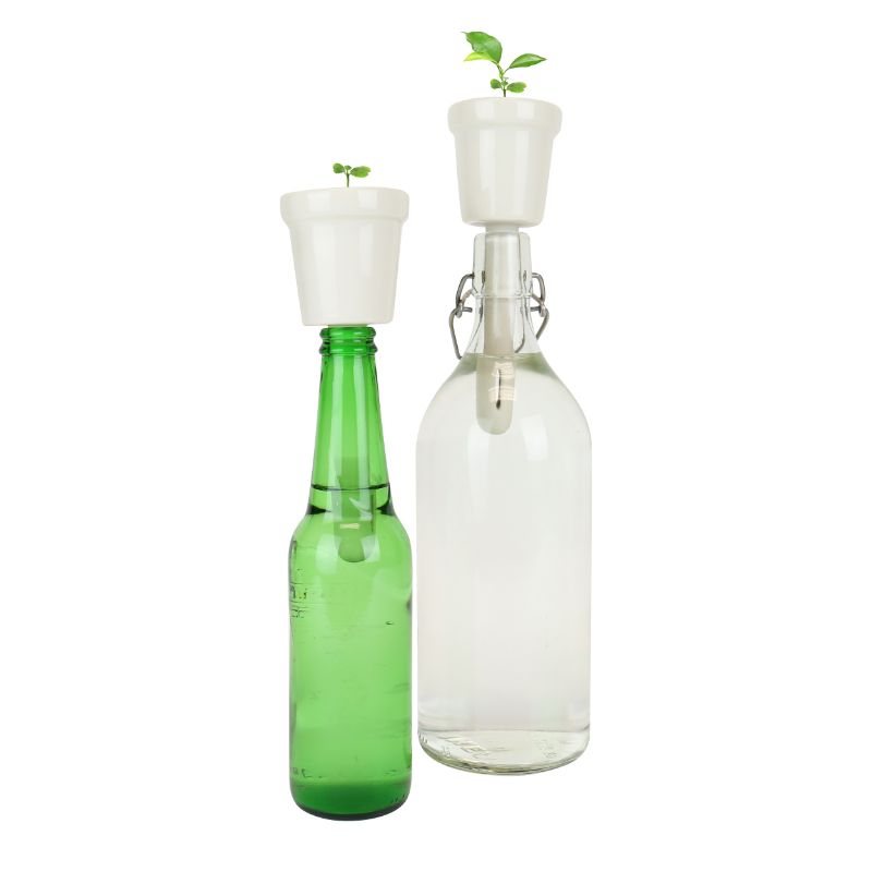 Botanical Bottles Bonsai Grow Kit Waterstones