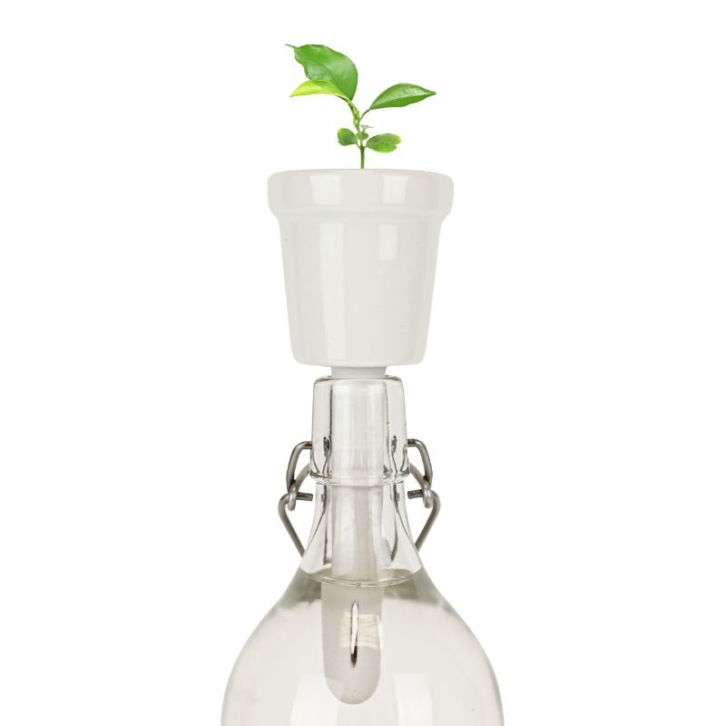 Botanical Bottles Bonsai Grow Kit Waterstones