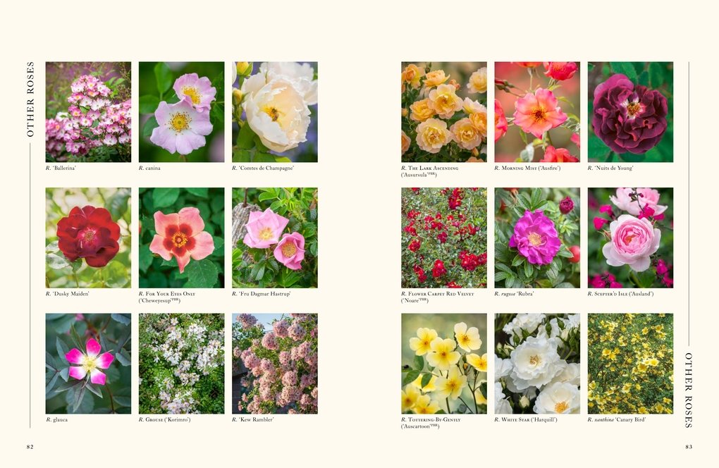 A Flower Garden for Pollinators by Rachel de Thame | Waterstones