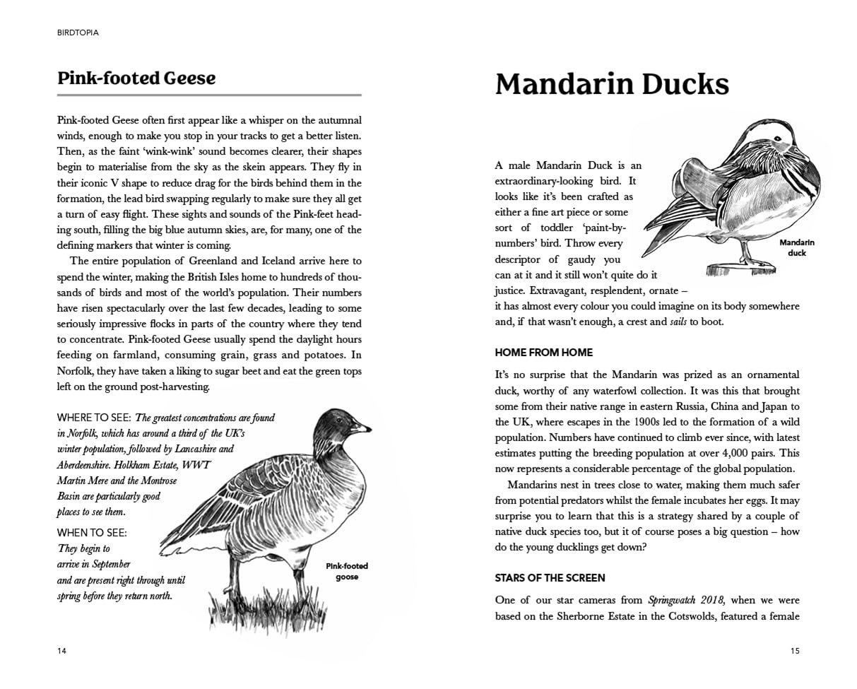 Springwatch: Birdtopia by Jack Baddams | Waterstones