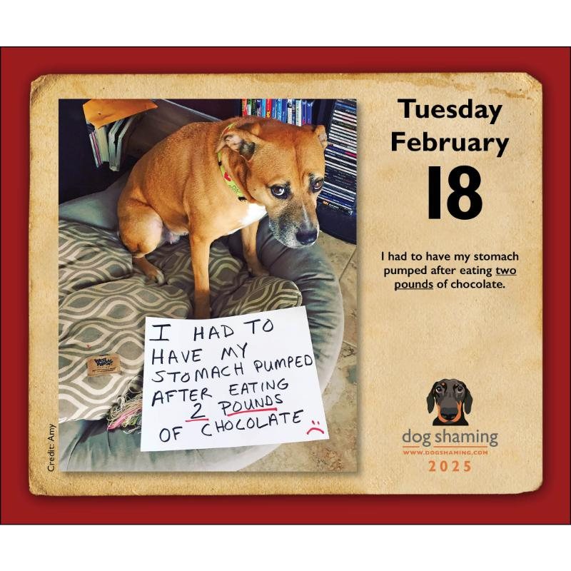 2025 Dog Shaming Boxed Calendar by Pascale Lemire,