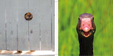 Comedy Pet Photography Awards - The paw-fect Christmas gift for animal lovers everywhere! (Hardback)
