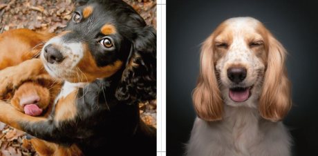 Comedy Pet Photography Awards - The paw-fect Christmas gift for animal lovers everywhere! (Hardback)