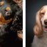 Comedy Pet Photography Awards - The paw-fect Christmas gift for animal lovers everywhere! (Hardback)