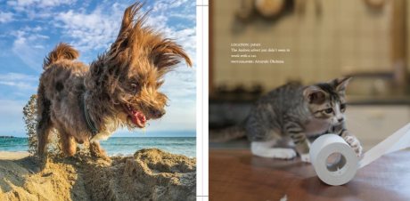 Comedy Pet Photography Awards - The paw-fect Christmas gift for animal lovers everywhere! (Hardback)