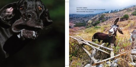 Comedy Pet Photography Awards - The paw-fect Christmas gift for animal lovers everywhere! (Hardback)