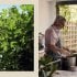 Boustany: A celebration of vegetables from my Palestine (Hardback)