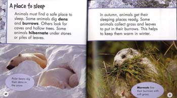 Hibernation - Young Explorer: Nature's Patterns (Paperback)