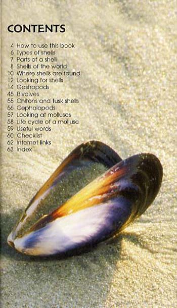 Shells - Spotter's Guide (Paperback)