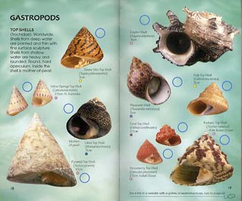 Shells - Spotter's Guide (Paperback)