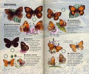 Butterflies - Spotter's Guide (Paperback)