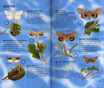 Bugs And Insects - Spotter's Guide (Paperback)